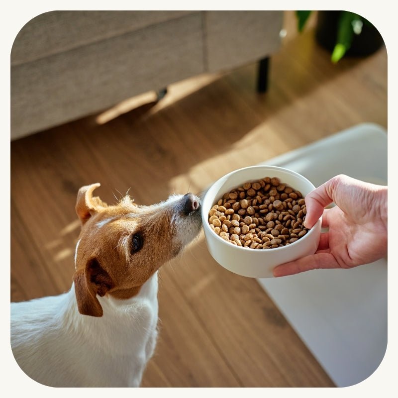 Pet Feeding Essentials